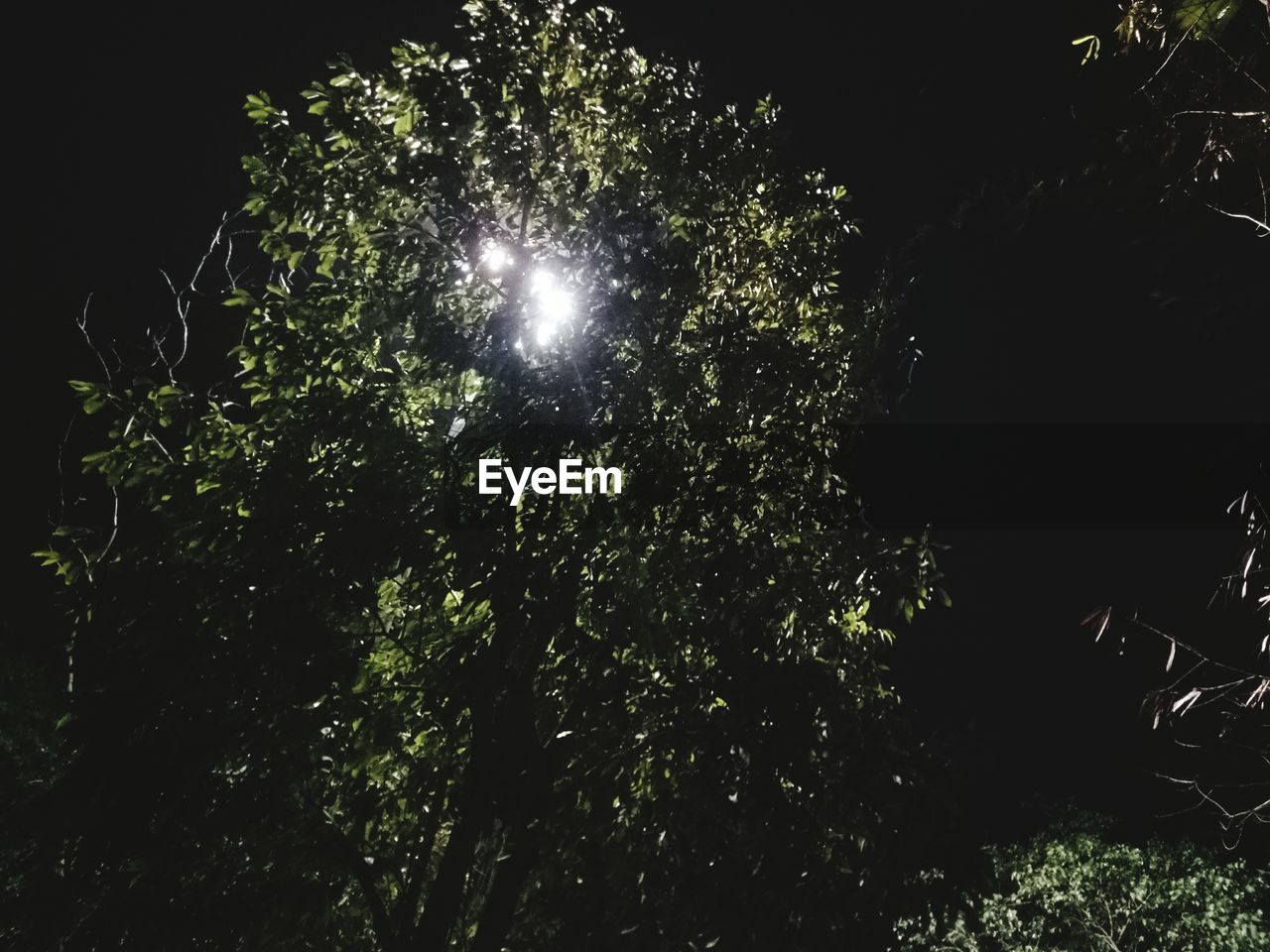 LOW ANGLE VIEW OF TREES AGAINST SKY