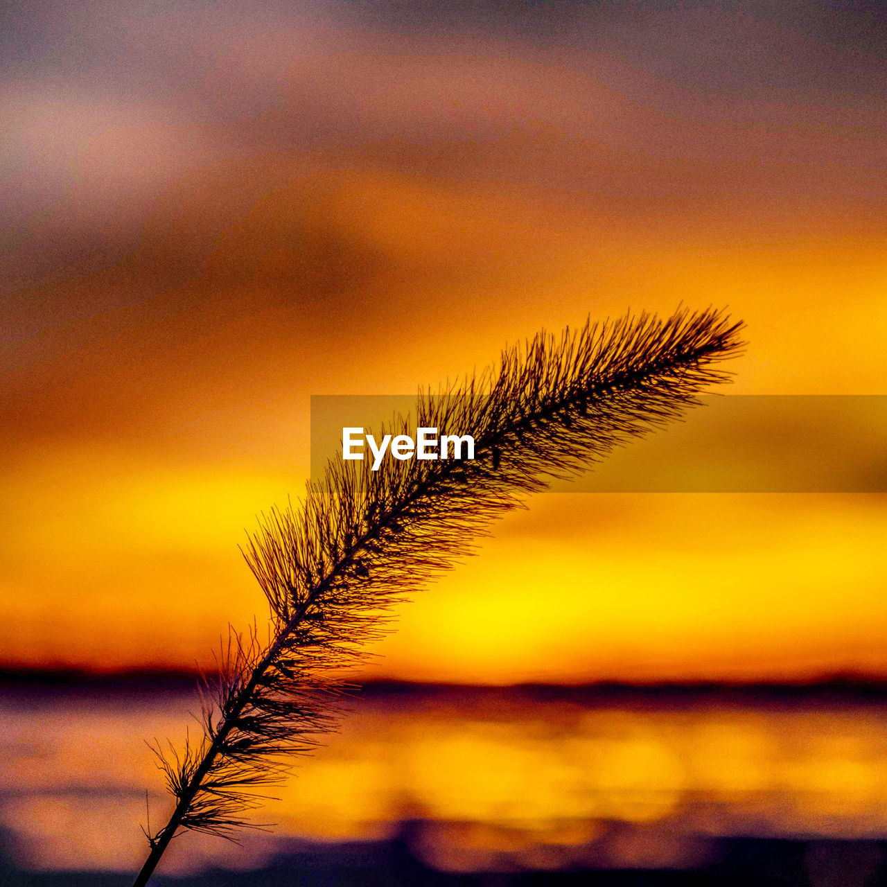 CLOSE-UP OF PLANT BY LAKE AGAINST SKY DURING SUNSET