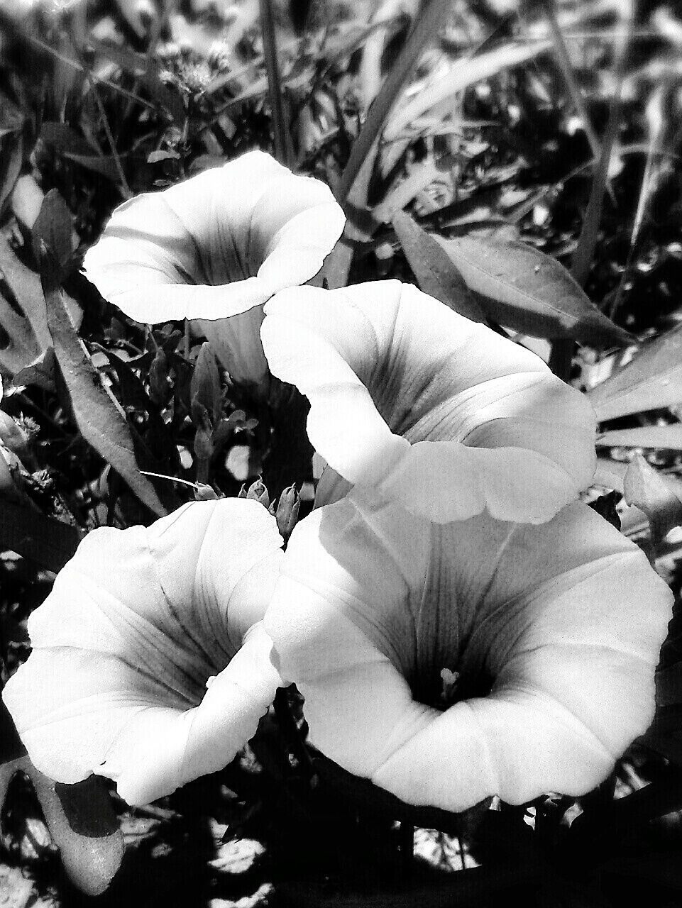 Close-up of petunias 