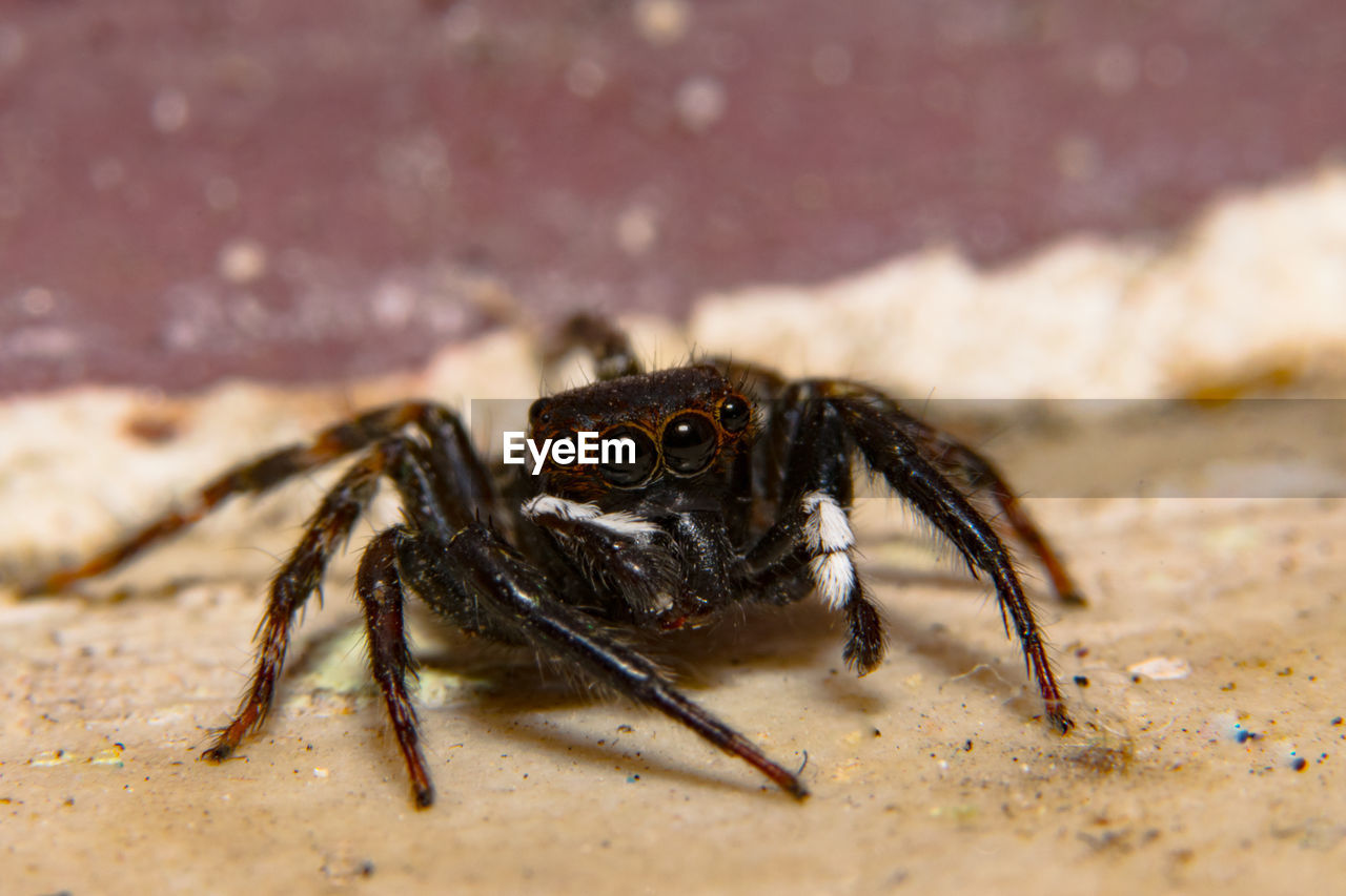 Close-up of jumping spider on field