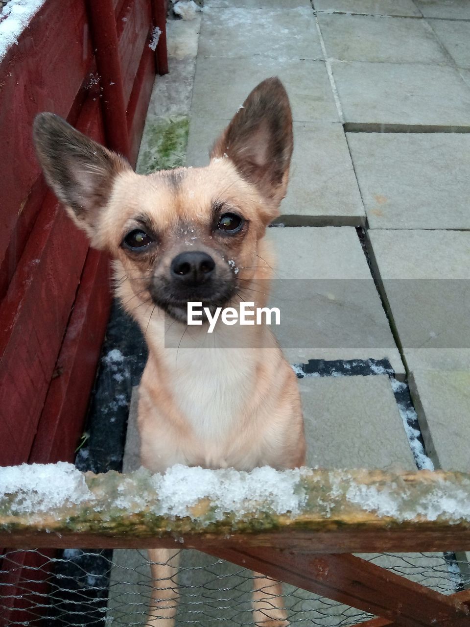 CLOSE-UP PORTRAIT OF DOG AT RIVERBANK