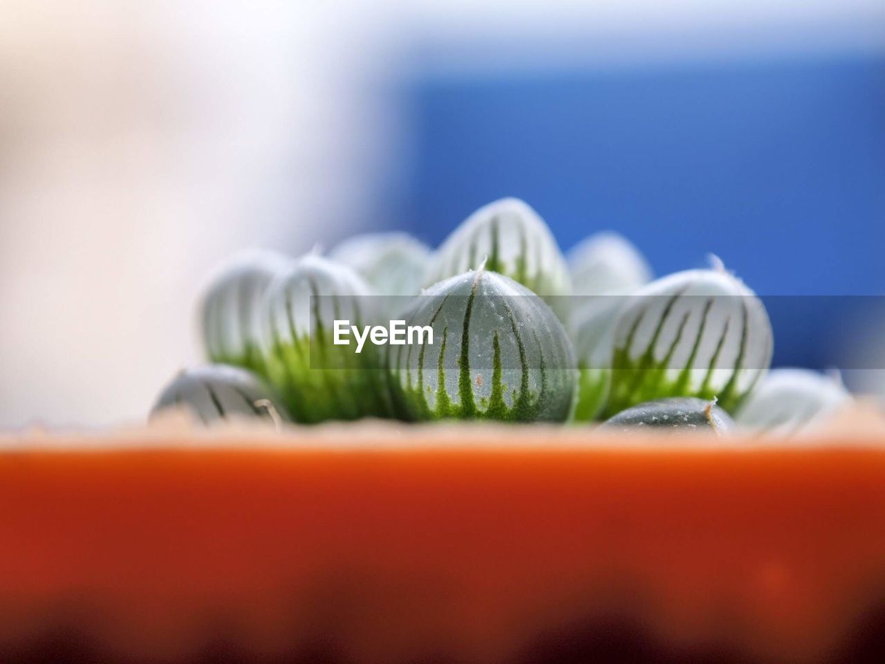 CLOSE-UP OF CANDIES AGAINST BLUE BACKGROUND