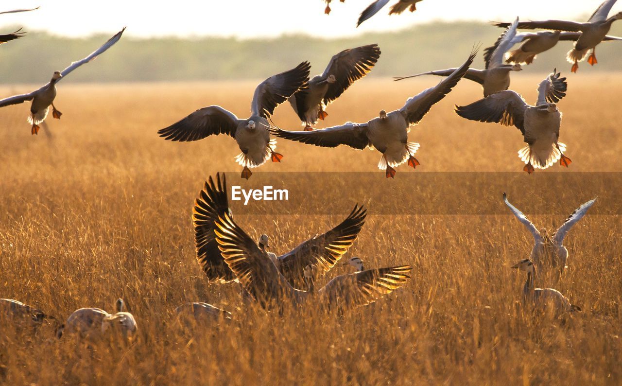 Flock of bar-headed geese landing in tal chhapar sanctuary, rajasthan, india