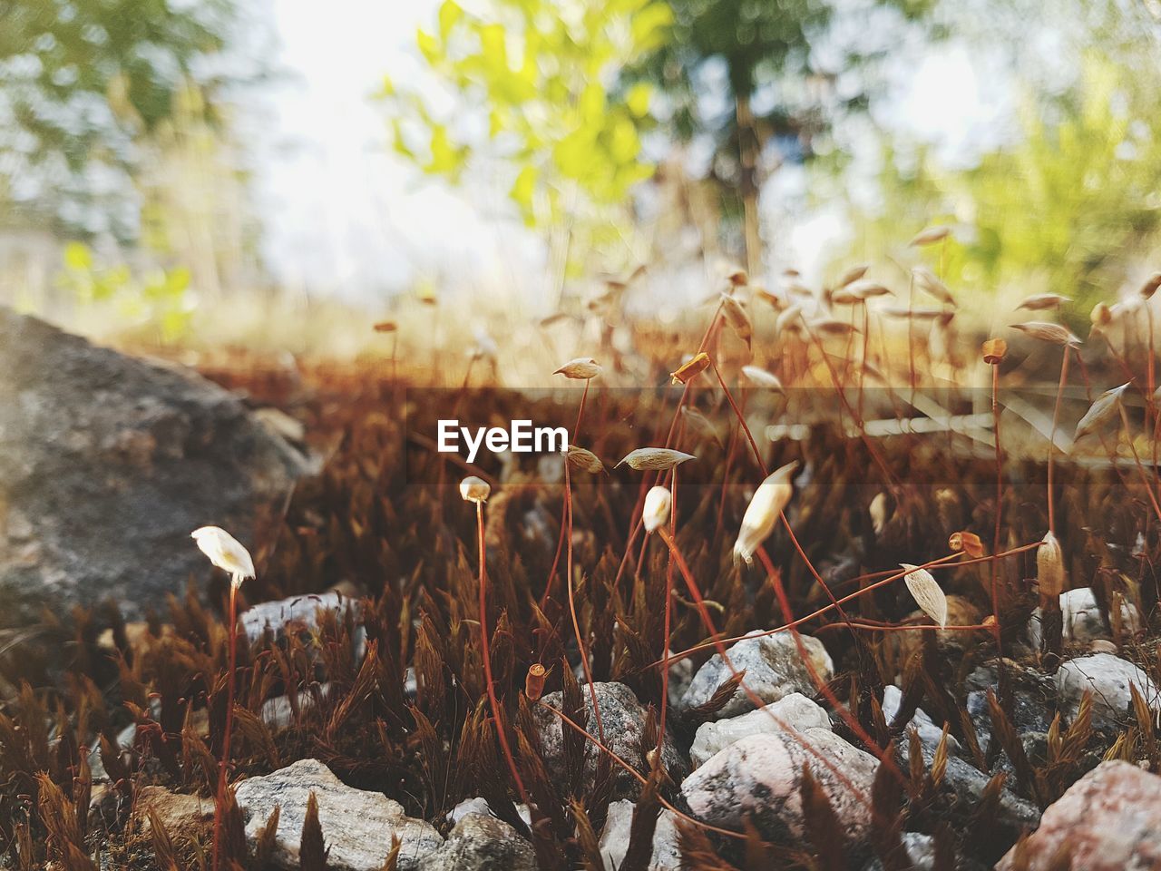 Close-up of plants growing on field