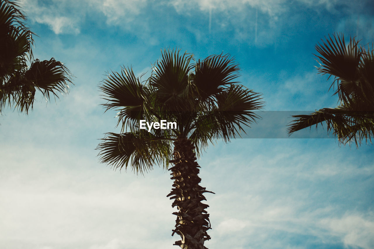 LOW ANGLE VIEW OF COCONUT PALM TREES AGAINST SKY