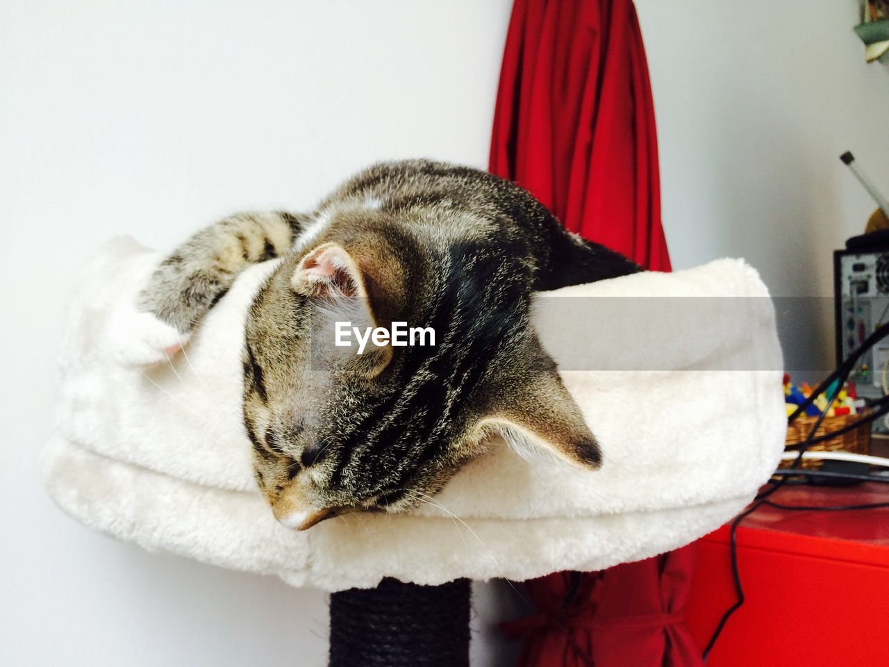 Tabby resting on white chair at home