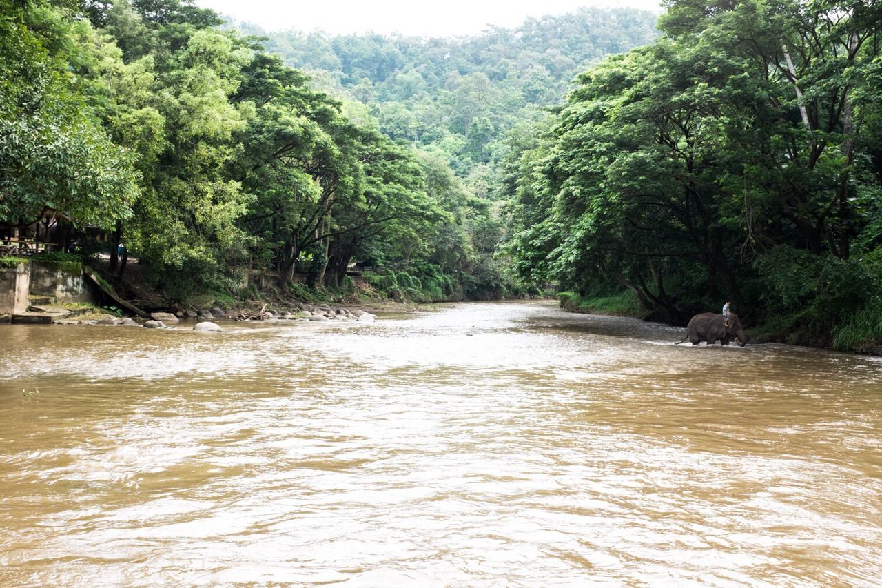 SCENIC VIEW OF RIVER FLOWING THROUGH TREES