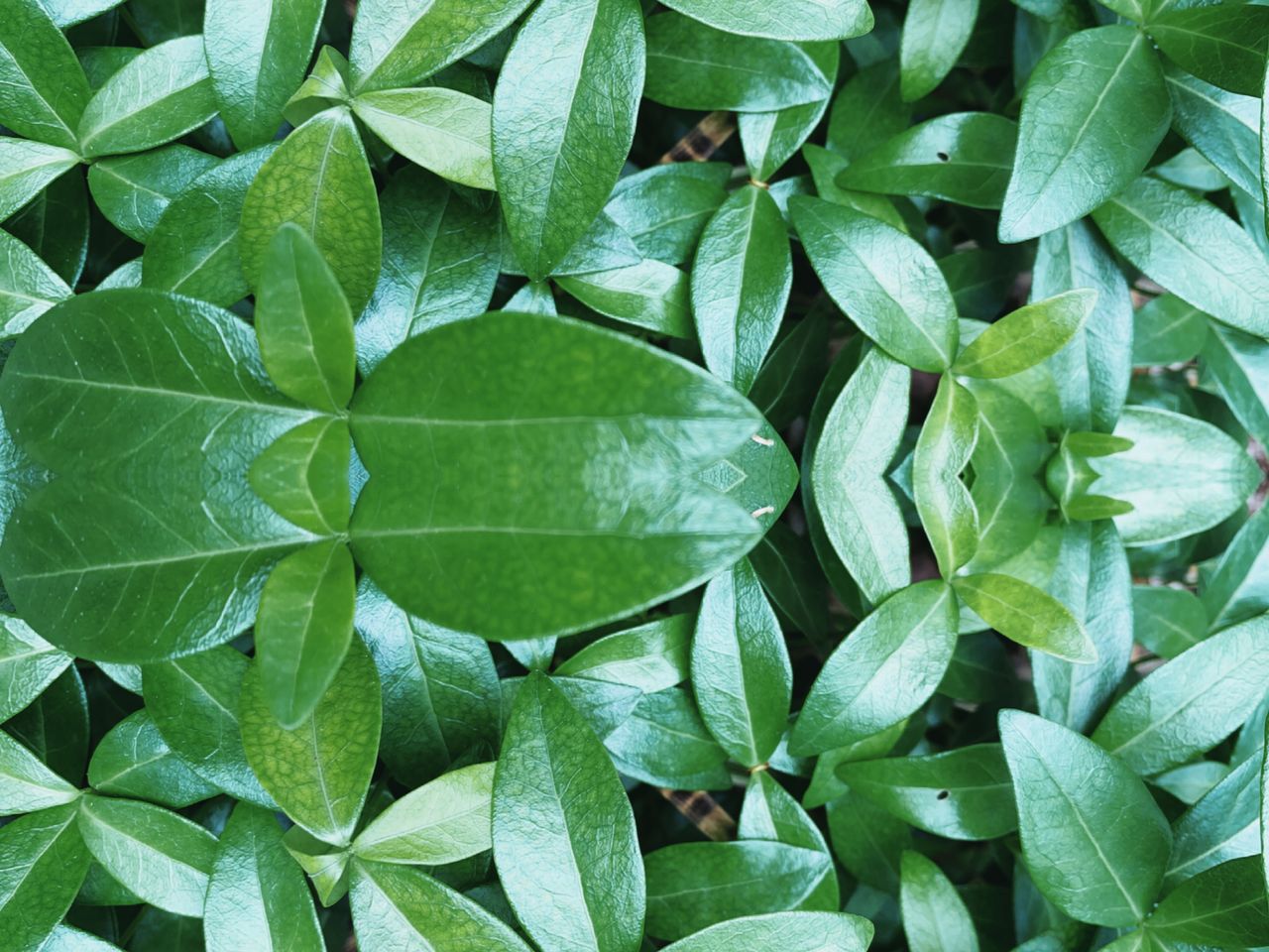 Full frame shot of green leaves