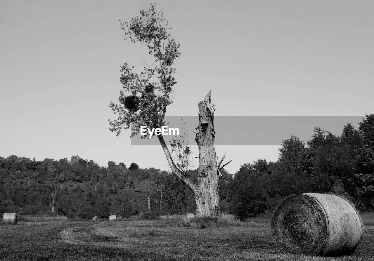 Hay bales on field against clear sky