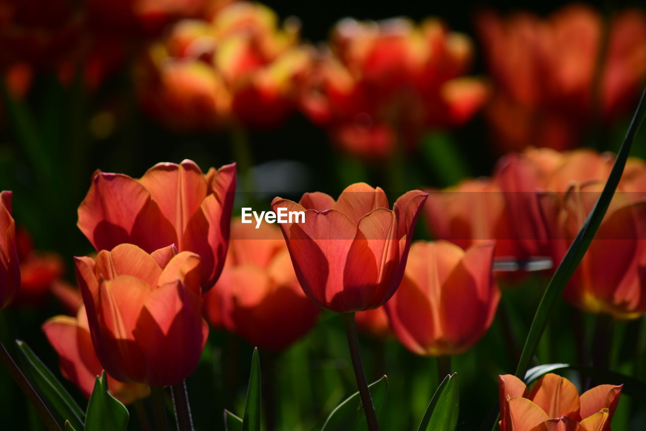 Close-up of red tulips on field