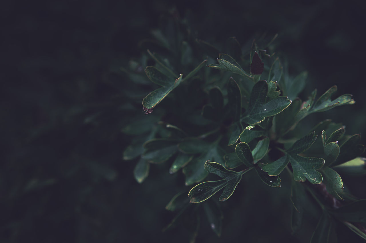 Hawthorn leaves