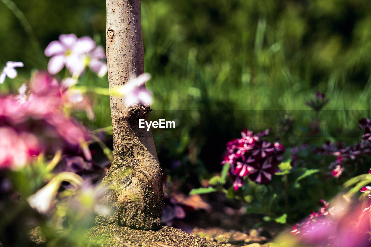 CLOSE-UP OF PINK FLOWERING PLANTS ON TREE TRUNK