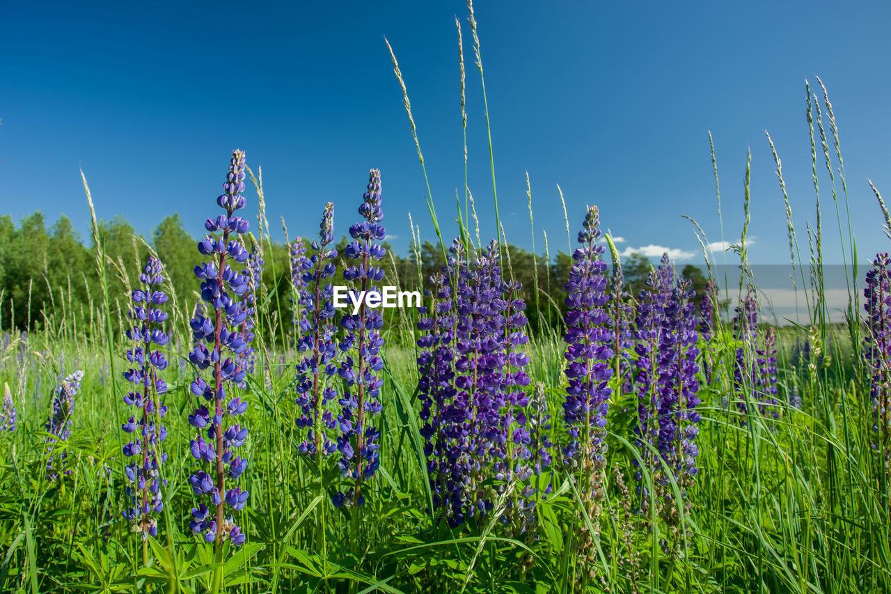 Group of purple lupine flowers growing on a green meadow and blue clear sky.