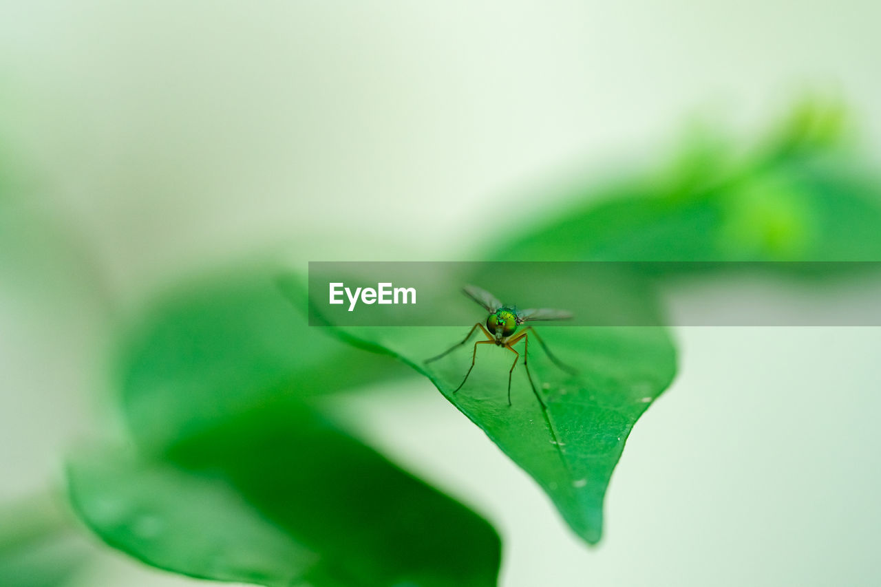 Close-up of insect