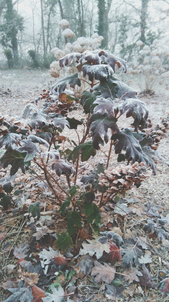 CLOSE-UP OF PLANTS IN WINTER