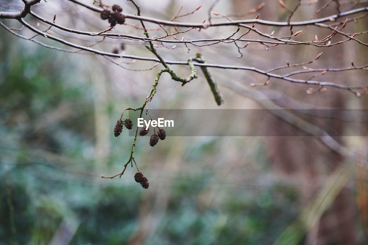 Autumn Beautiful Beautiful Nature Branches Hanging Nature Pine Cones Tree Twigs Wonderful Change Forest Forest Photography Forestwalk Lovely Outdoors Pine Cone Season  Selective Focus Spring Twig Twigs And Branches