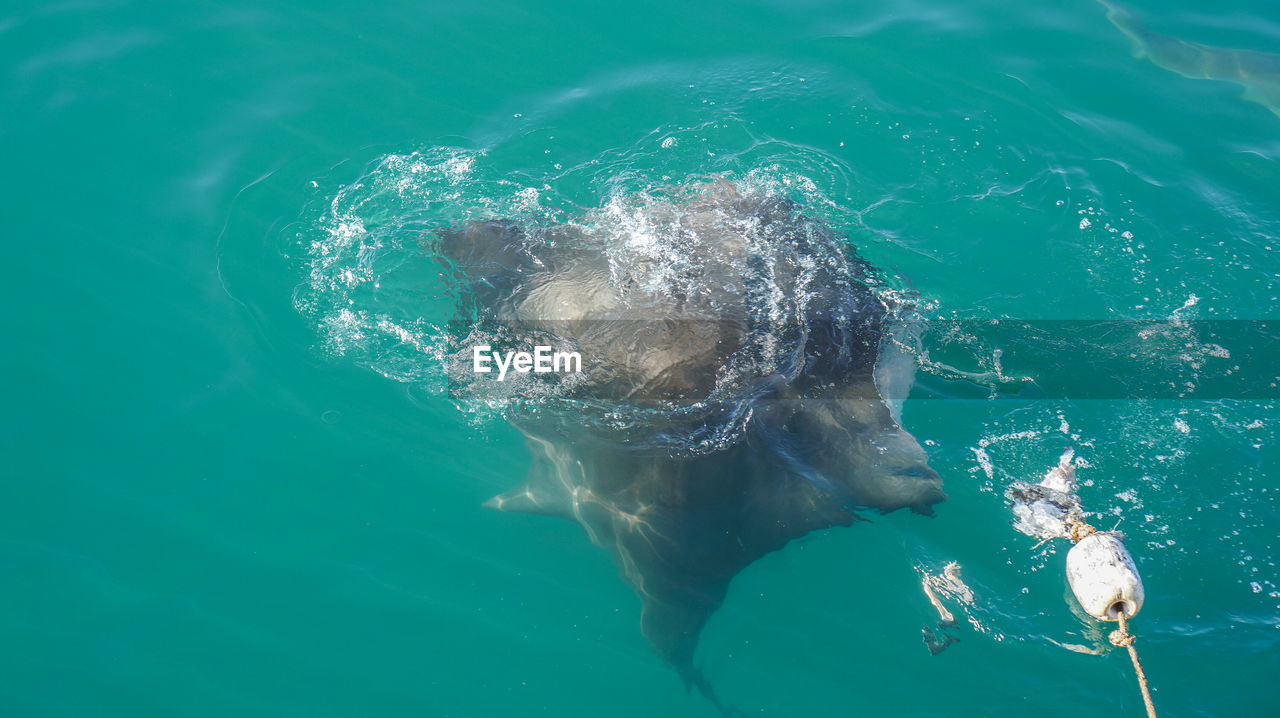 High angle view of large stringrey baiting in sea