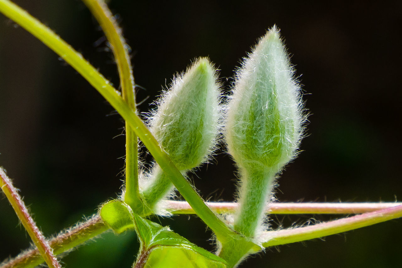 Close-up of buds