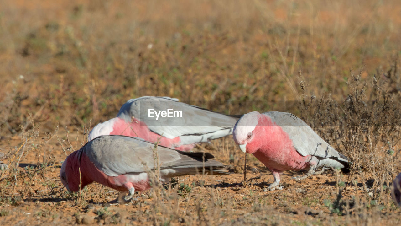 BIRDS IN A FIELD