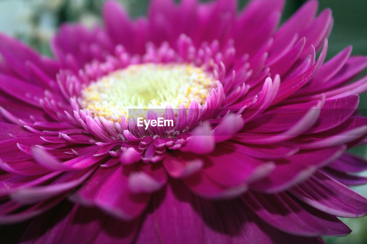 Close-up of purple flower