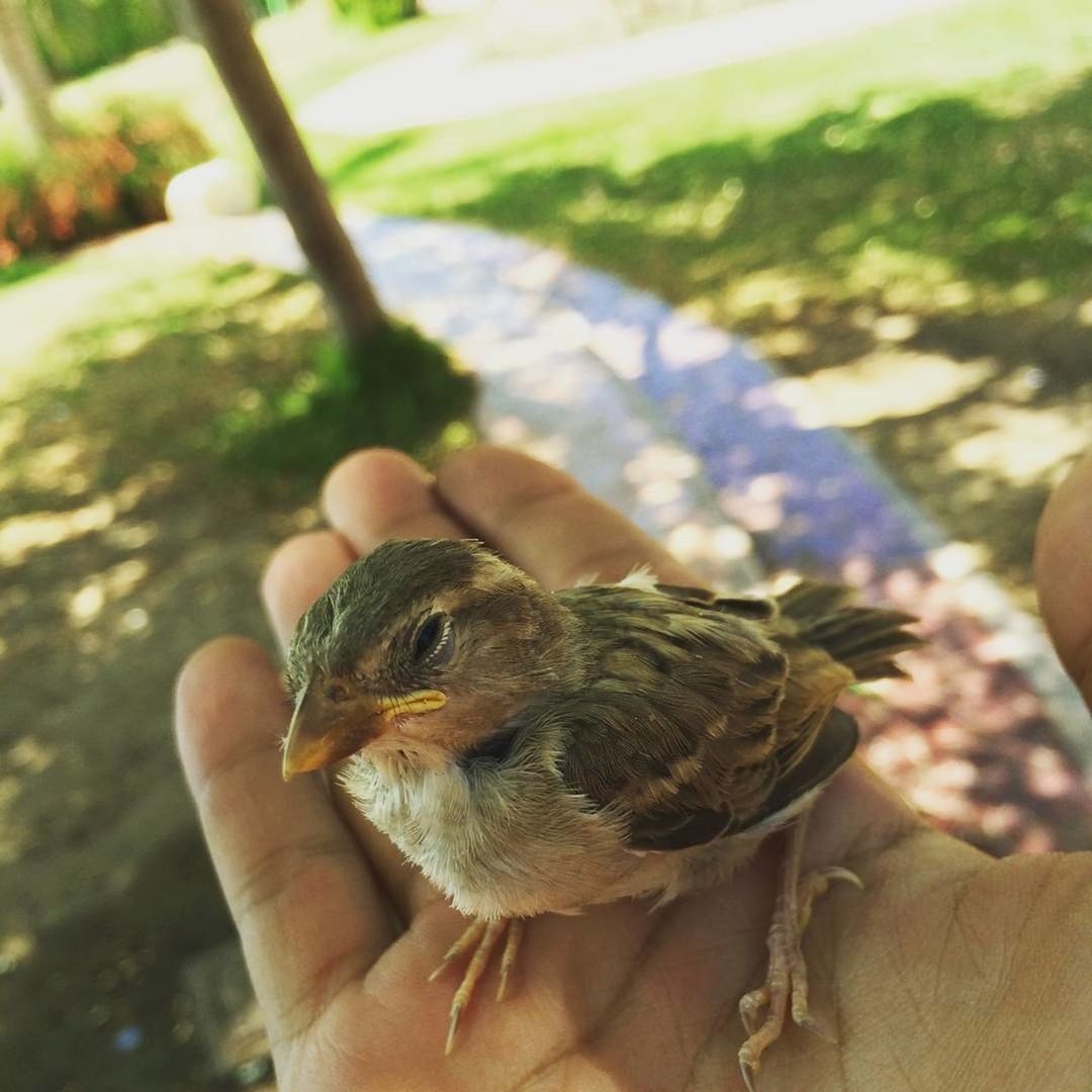 CLOSE-UP OF PERSON HAND HOLDING BIRD