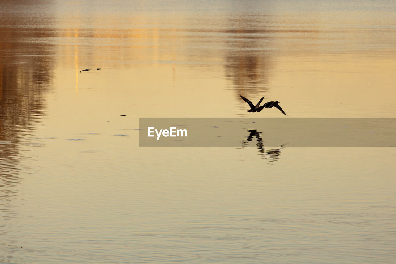 Bird flying over lake against sky during sunset