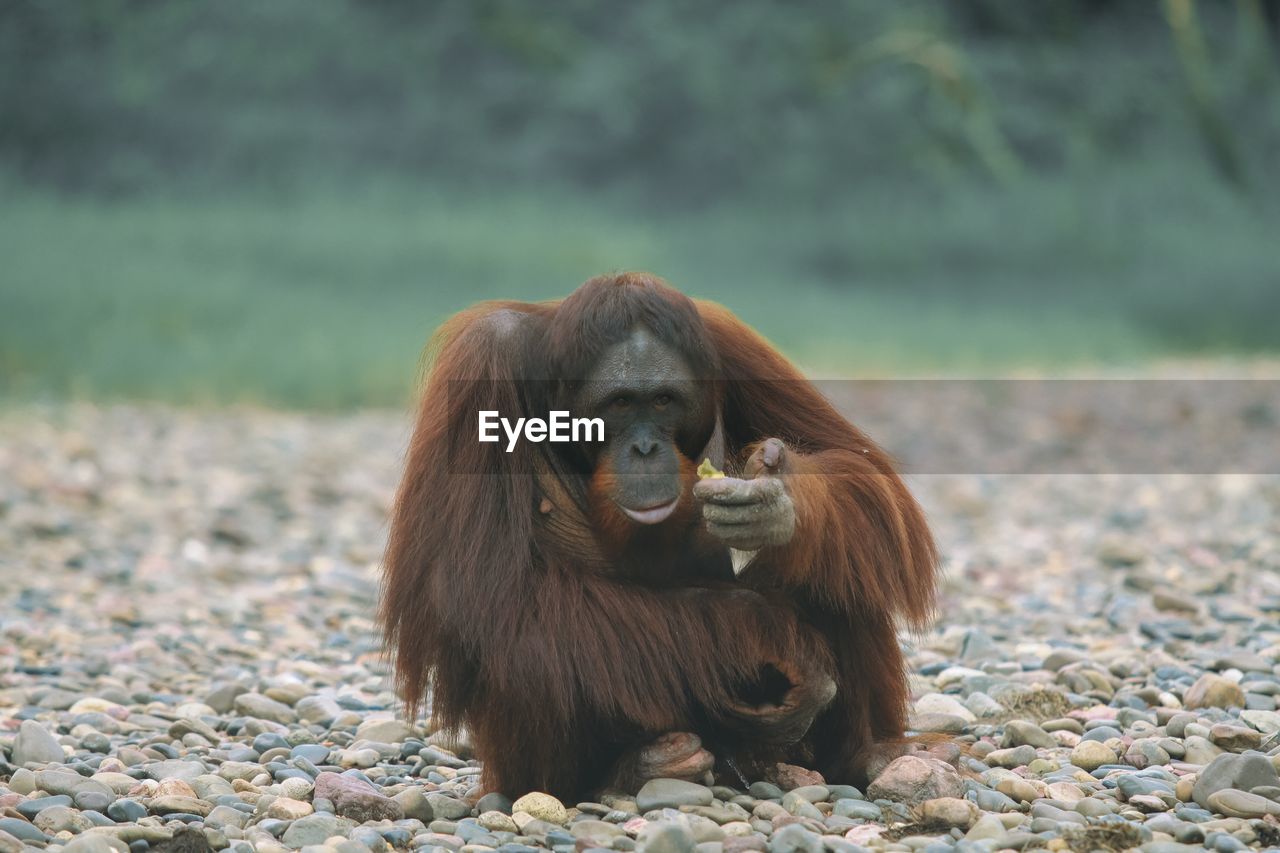 Orangutan marasa
