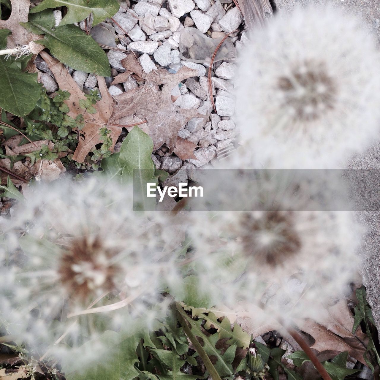 CLOSE-UP OF WHITE DANDELION