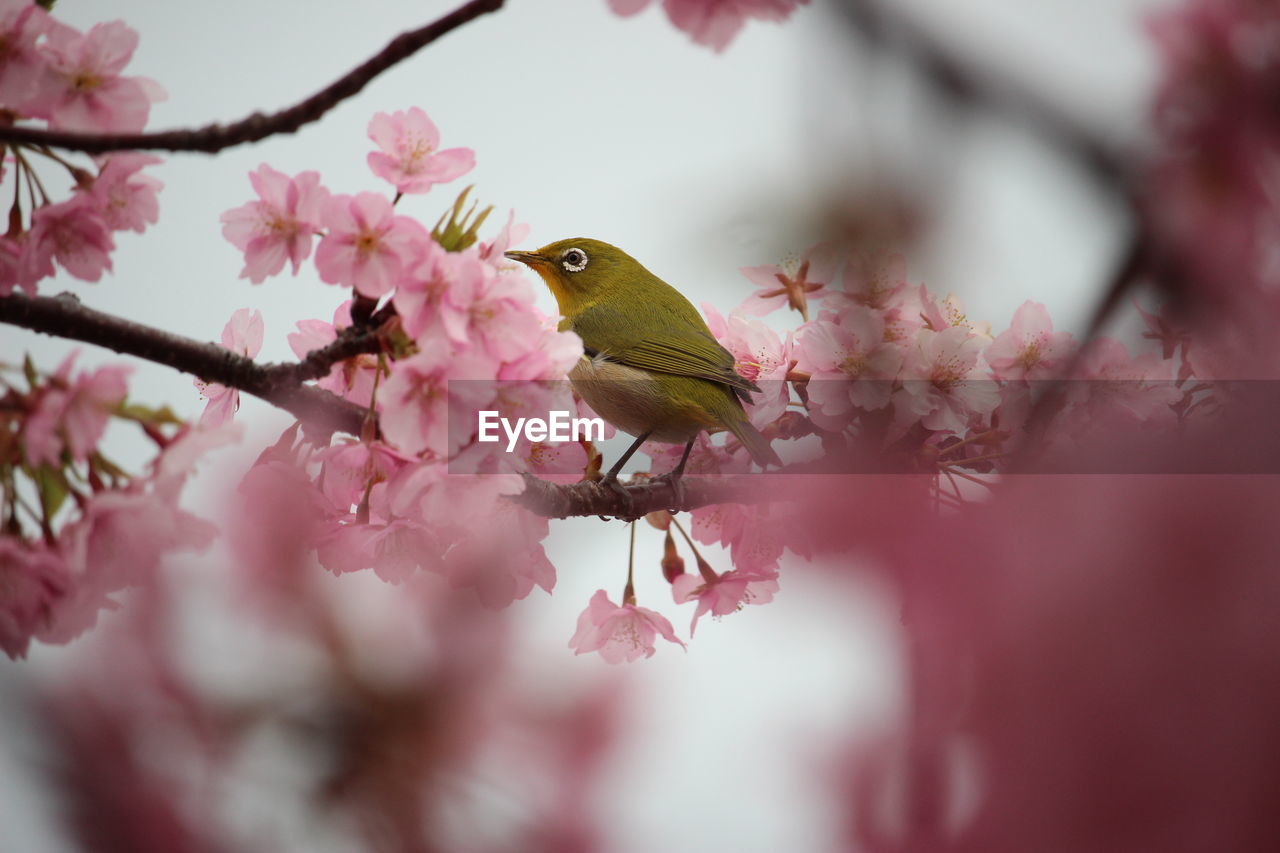 CLOSE-UP OF PINK CHERRY BLOSSOM FLOWERS