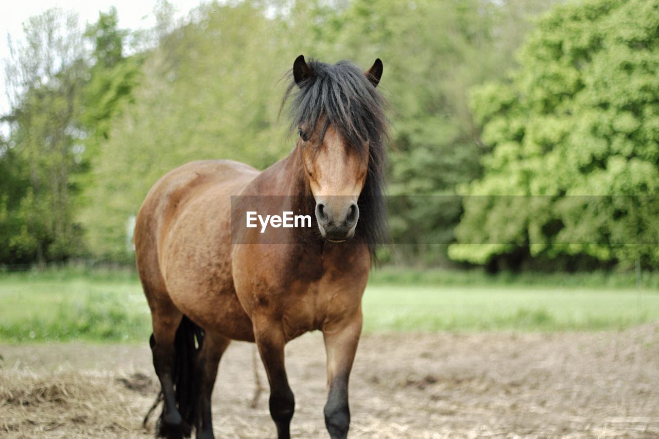 Portrait of horse standing on field