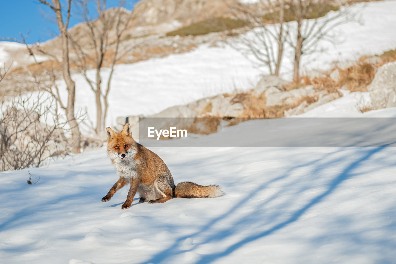 Fox on snow covered land