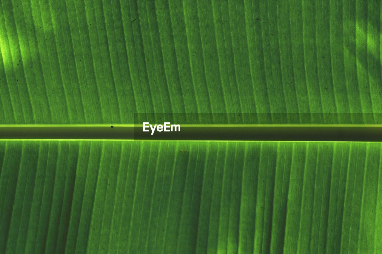 Close-up of banana leaf