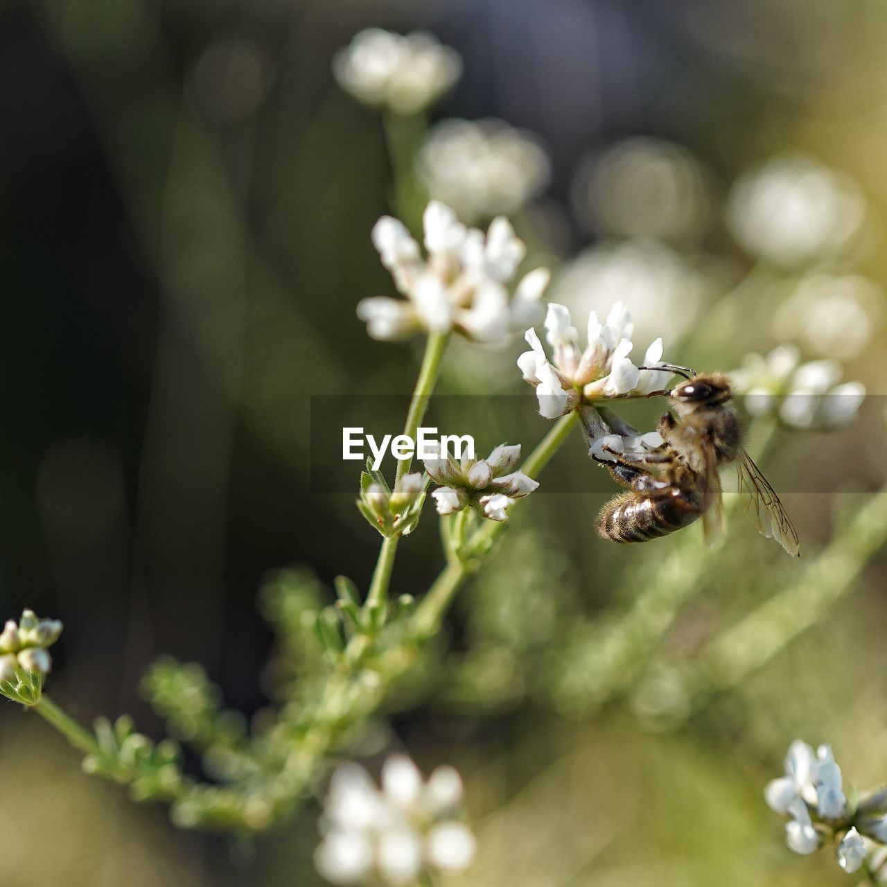 Close-up of insect on flower