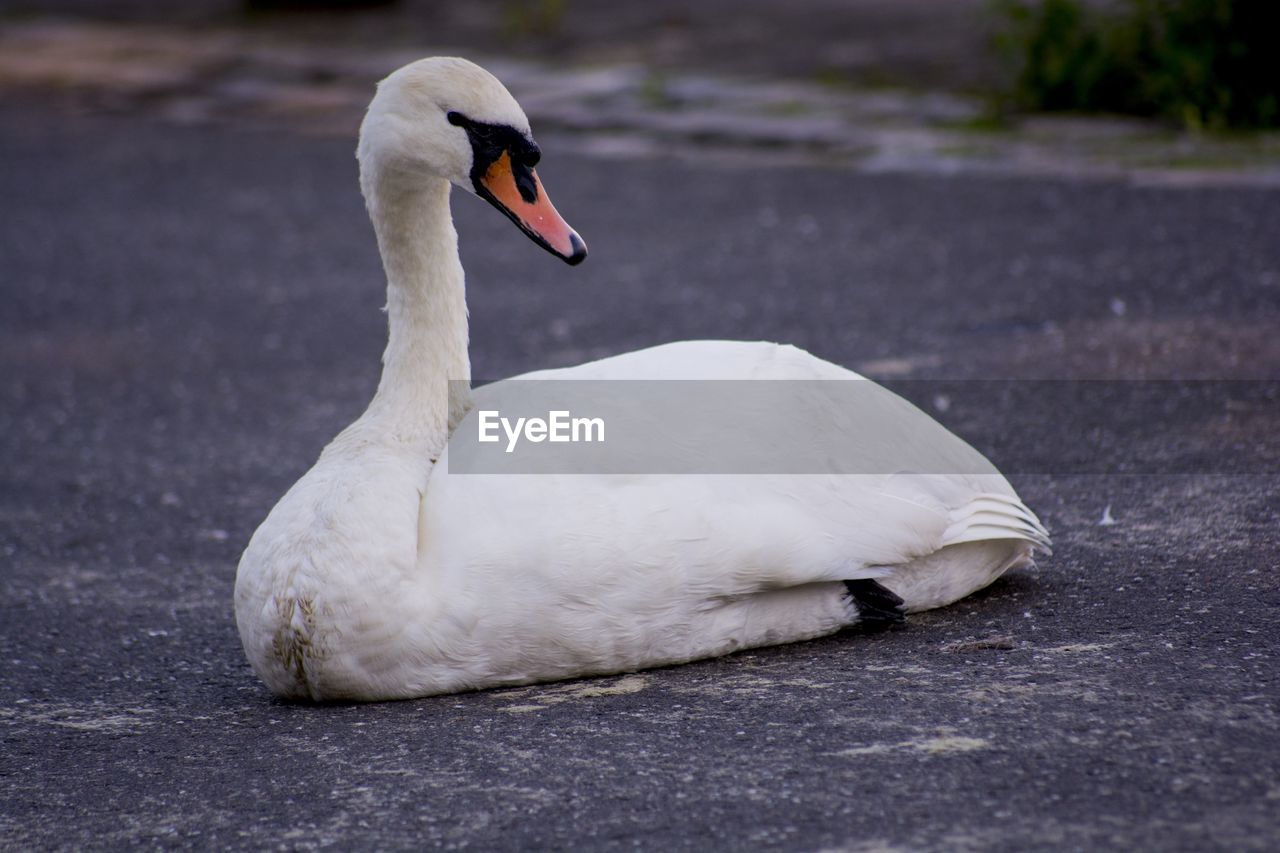 CLOSE-UP OF A SWAN