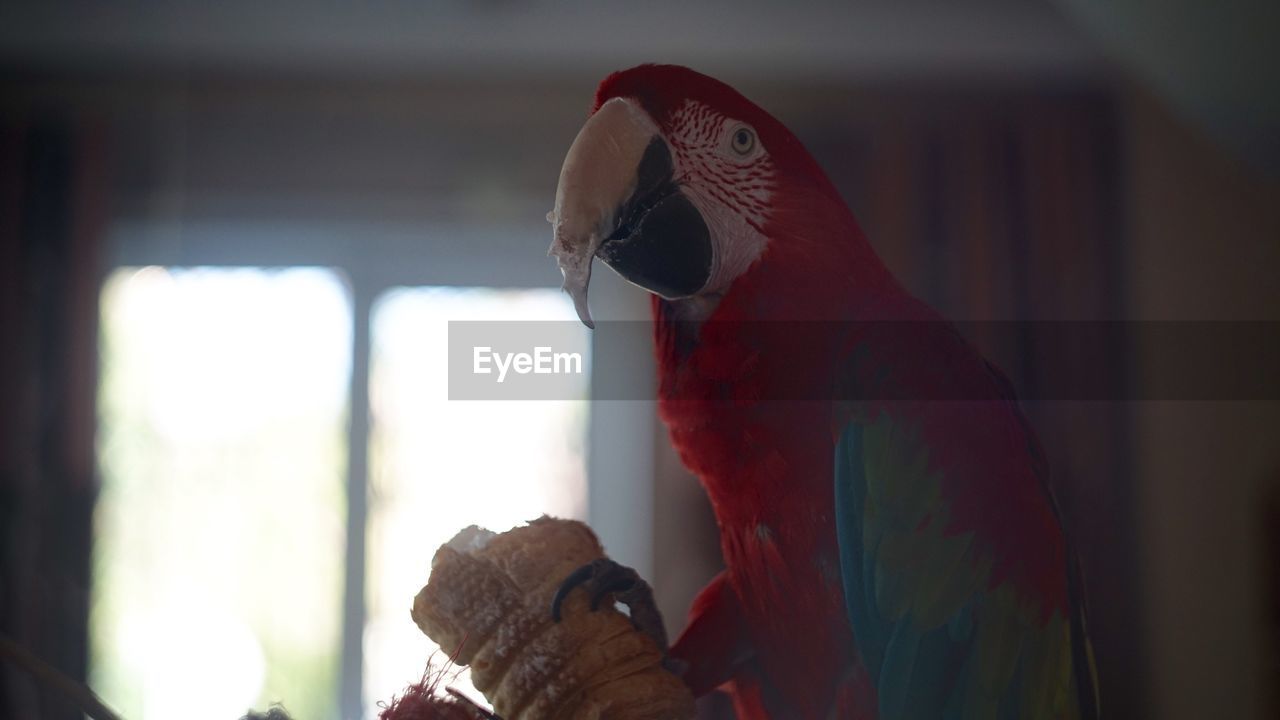 CLOSE-UP OF PARROT PERCHING ON METAL IN KITCHEN