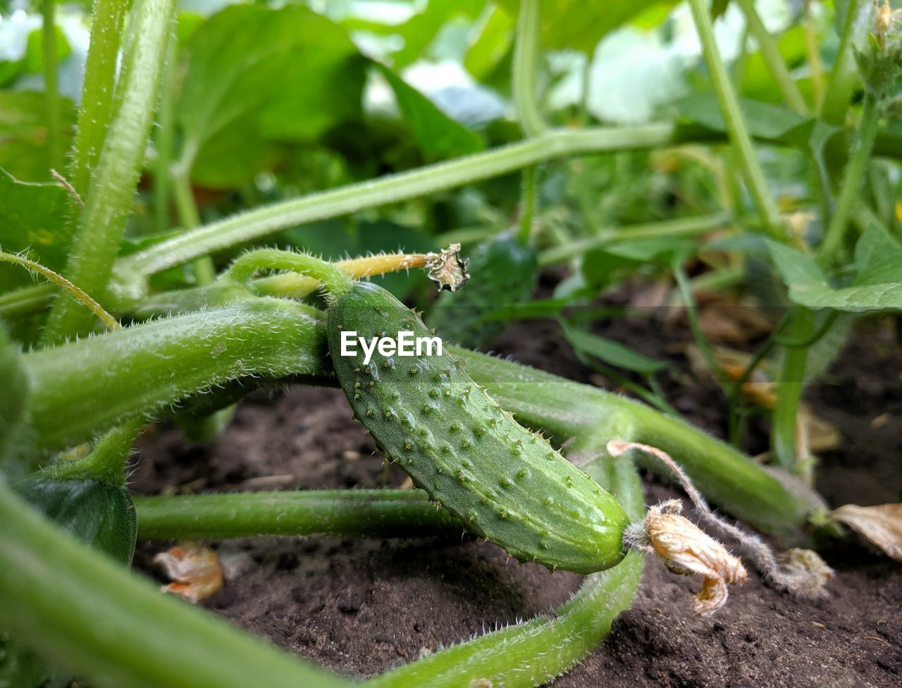 Close-up of cucumber in field