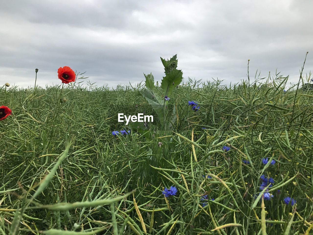 CLOSE-UP OF POPPY FLOWERS IN FIELD