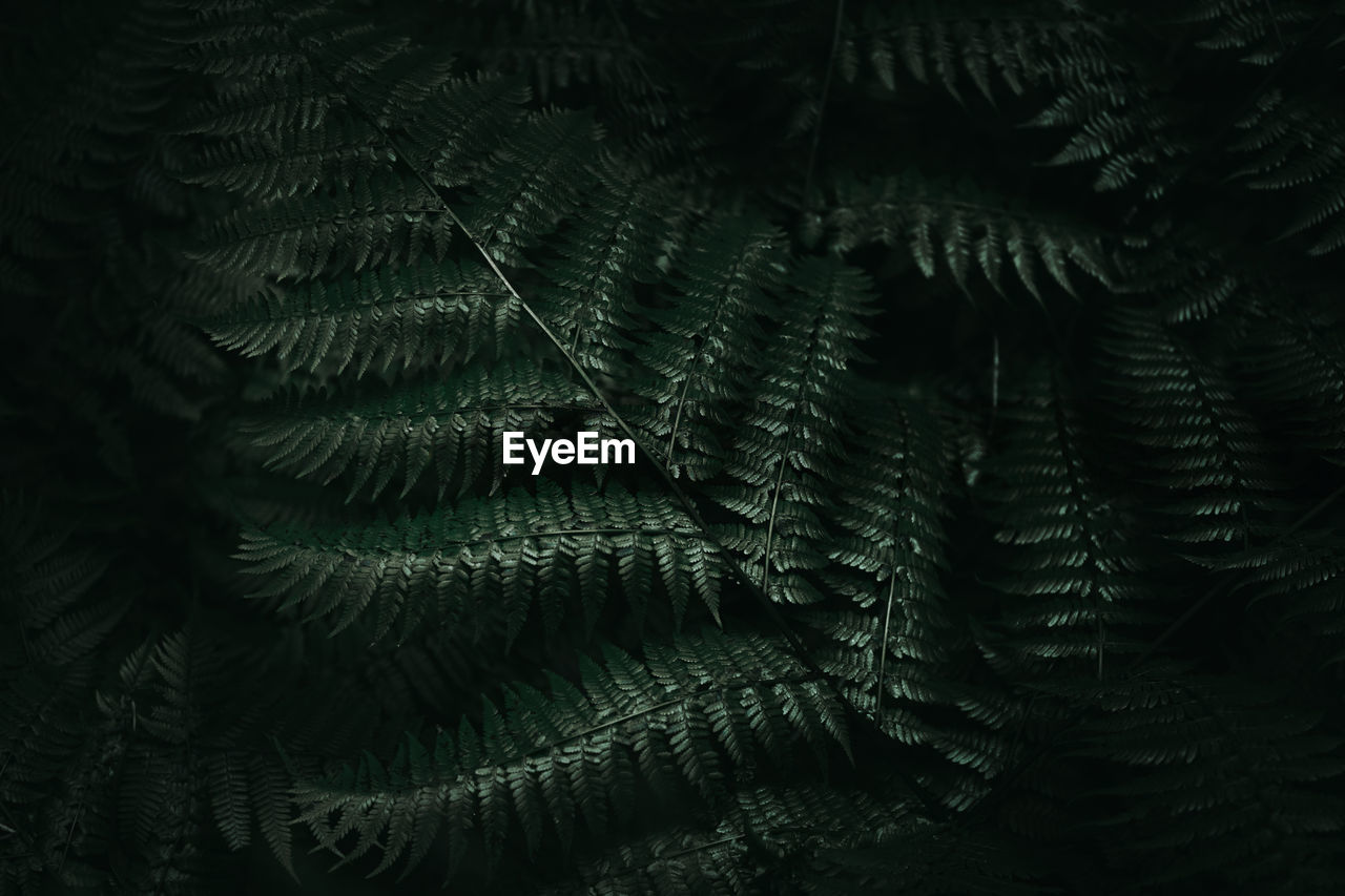 Close-up to fern plant