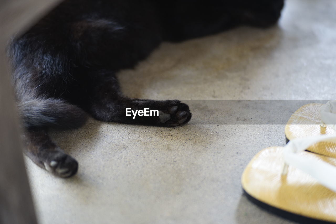 HIGH ANGLE VIEW OF A CAT IN PLATE AT HOME