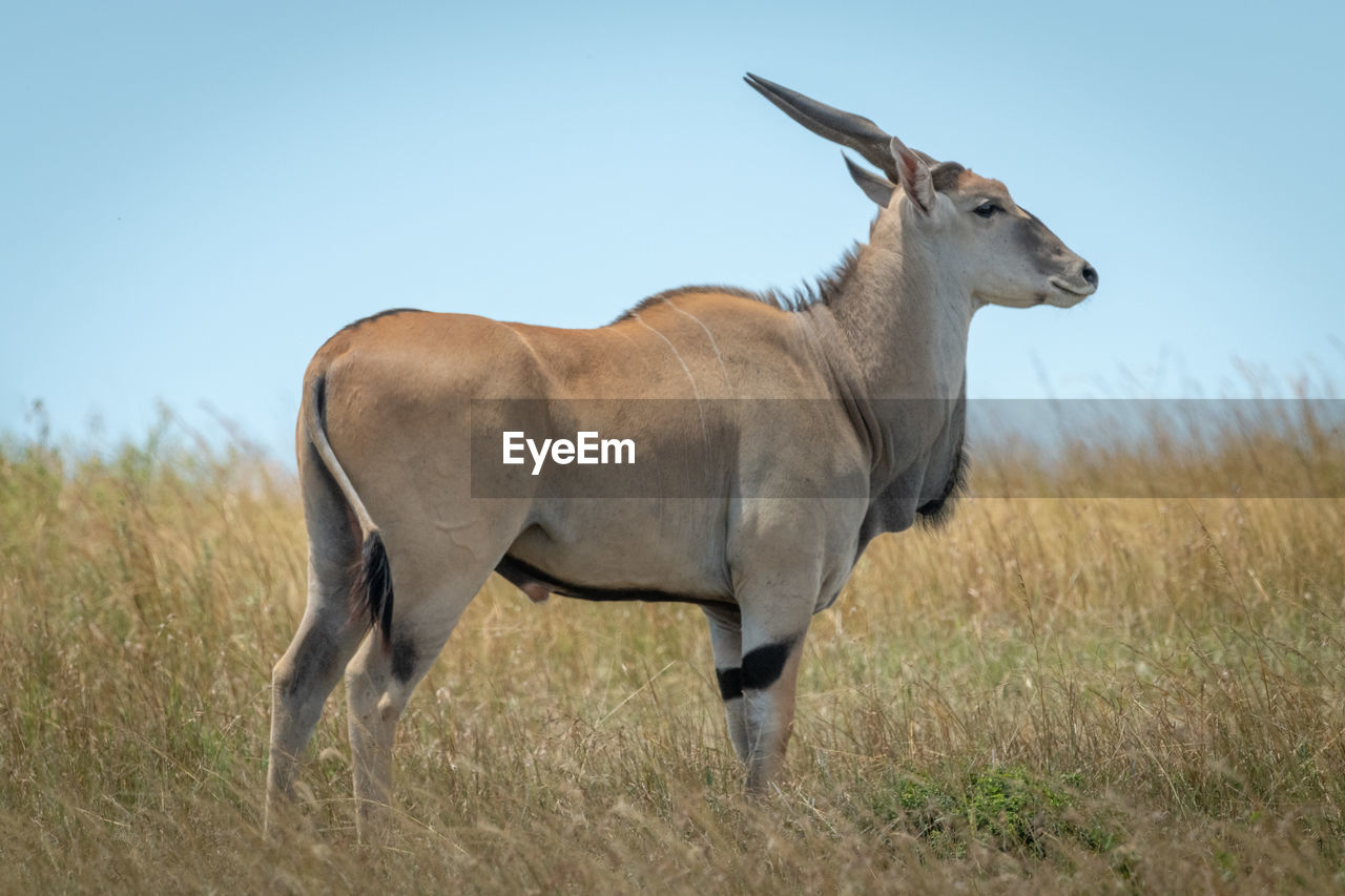 Common eland stands in grass in profile