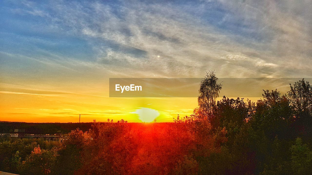 TREES GROWING ON FIELD AGAINST SKY AT SUNSET