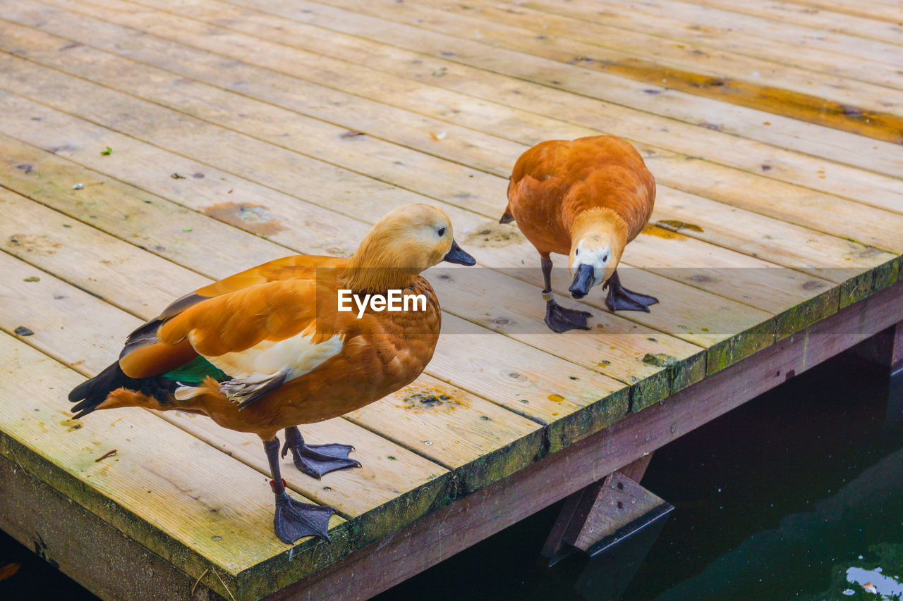 HIGH ANGLE VIEW OF TWO BIRDS PERCHING ON WOODEN WOOD