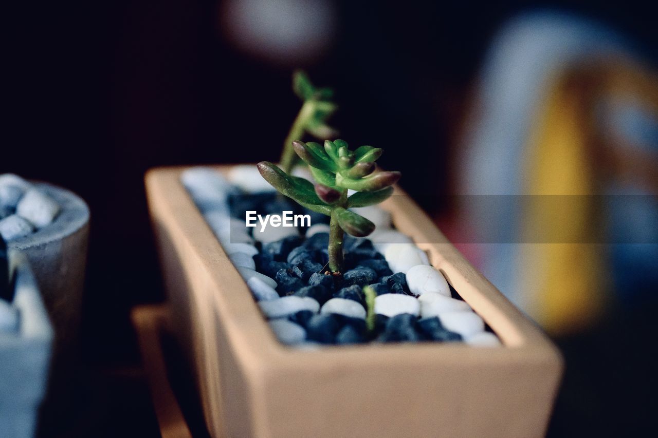 Close-up of potted plant on table