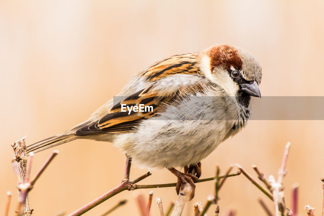 Male house sparrow or passer domesticus is a bird of the sparrow family passeridae