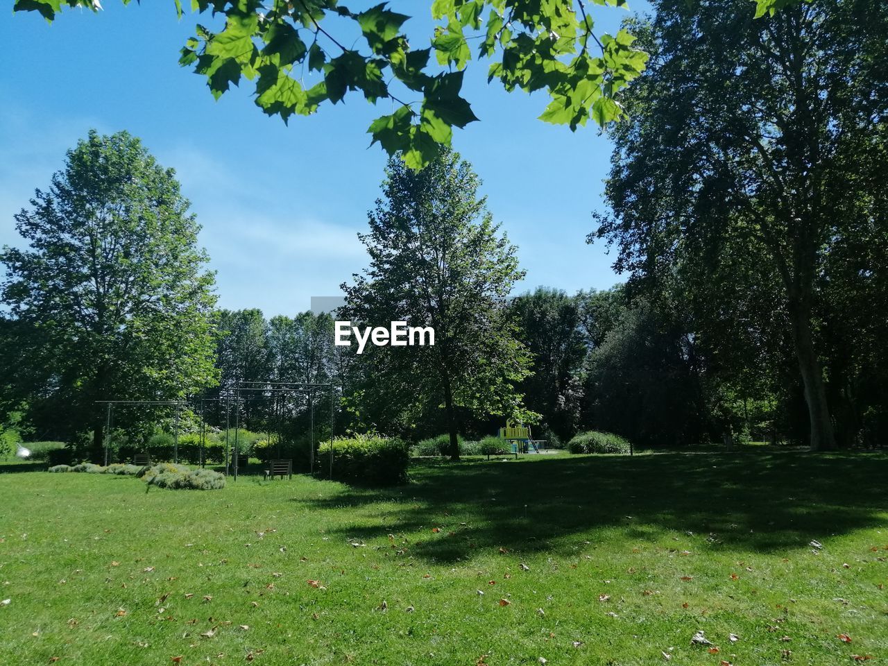 Trees on field against sky