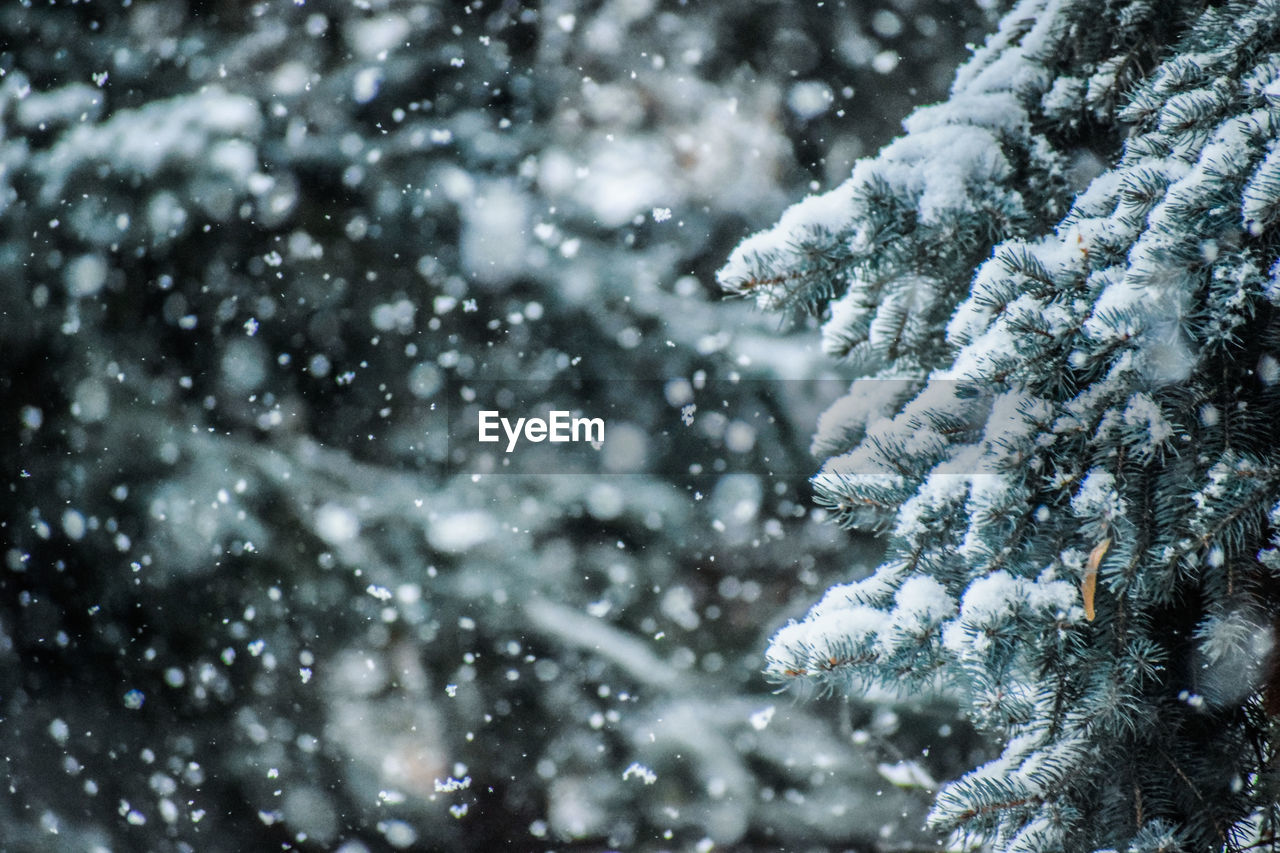 Close-up of snow covered pine tree