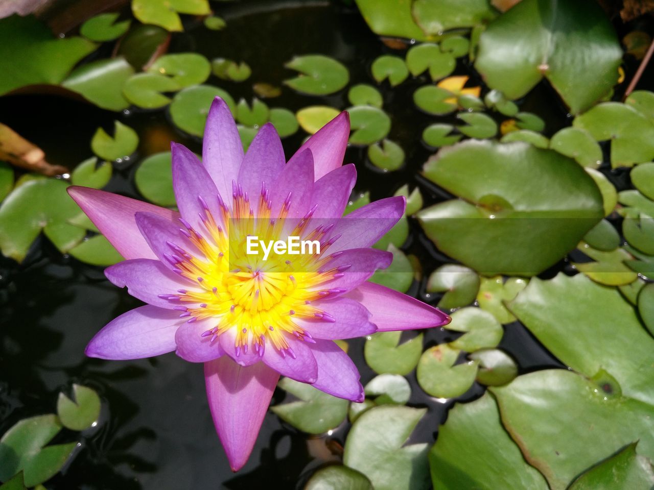 Close-up of lotus water lily in pond