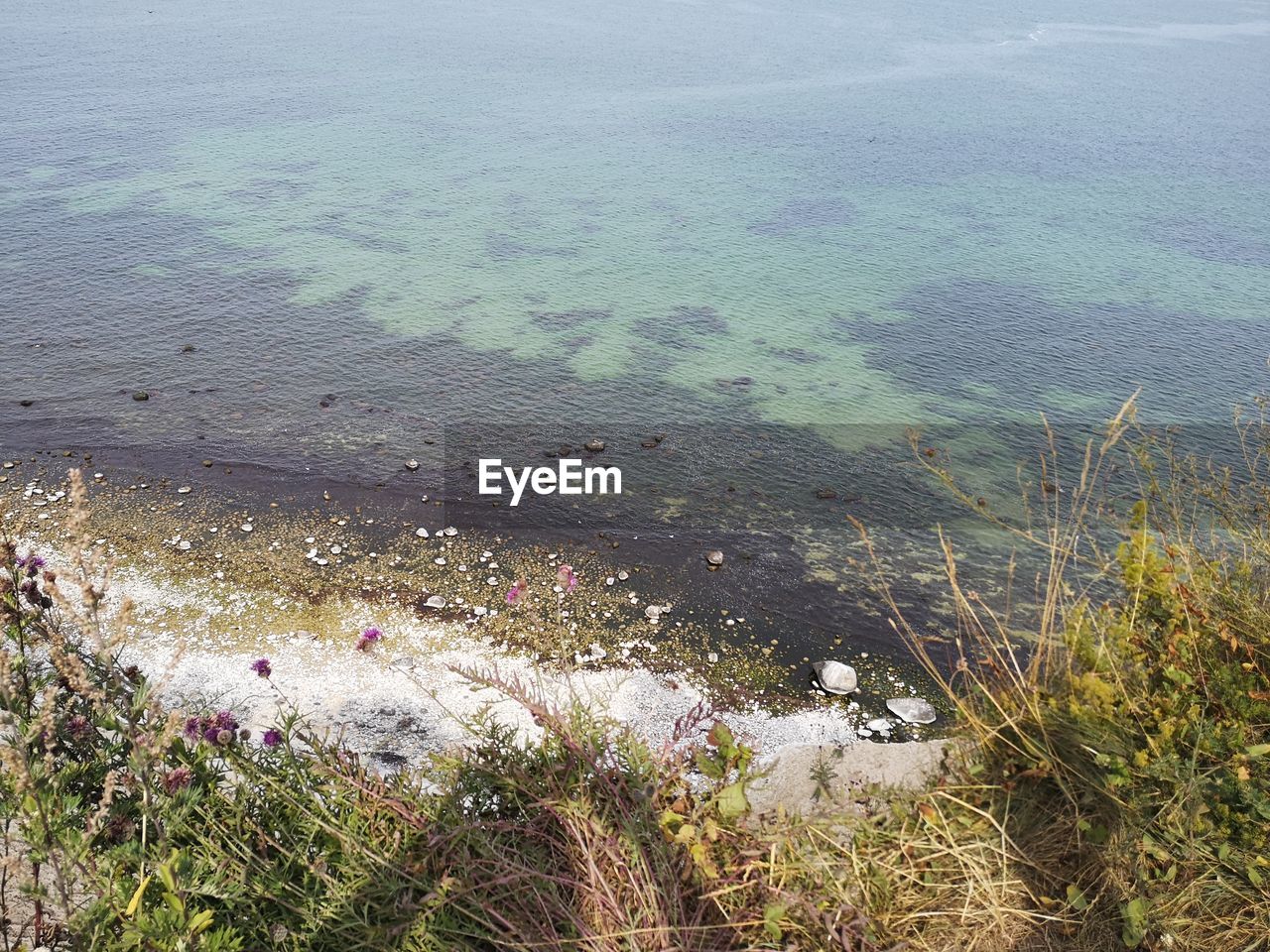 HIGH ANGLE VIEW OF SEA AND PLANTS ON BEACH