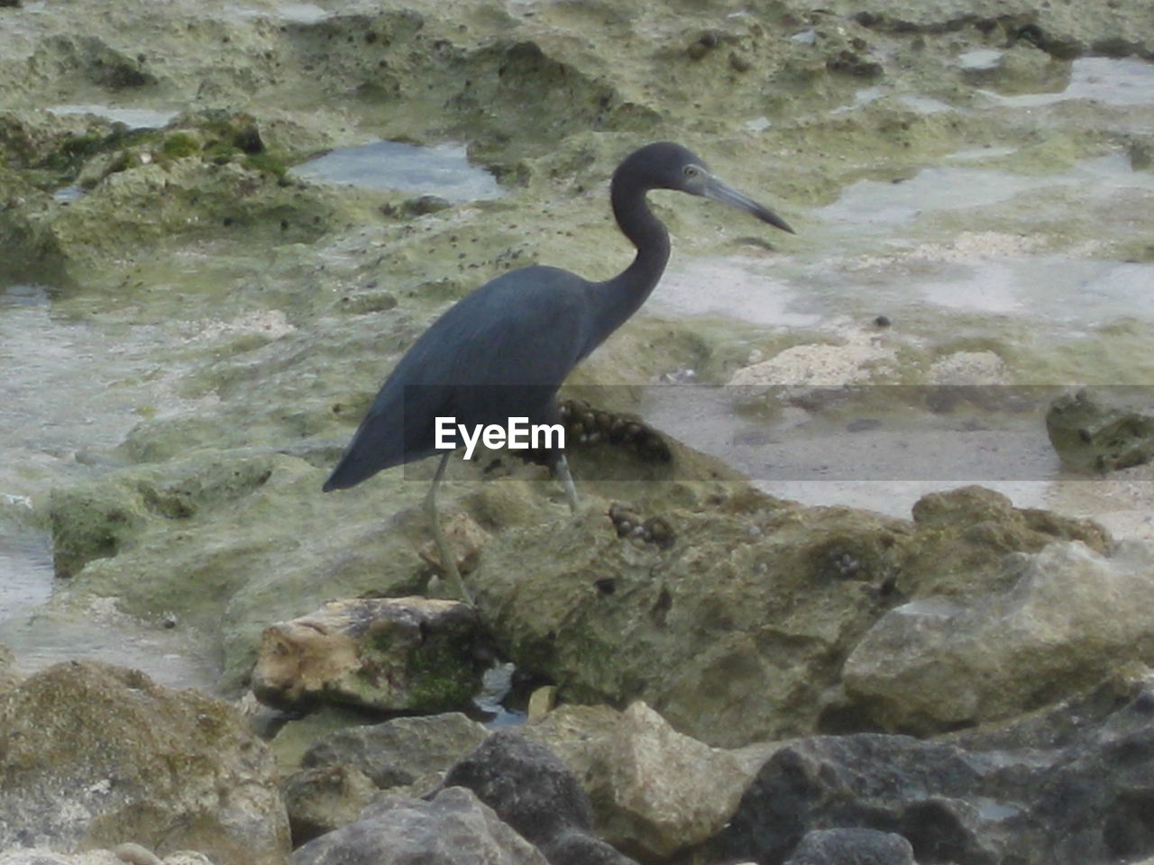 BIRD PERCHING ON ROCK BY LAKE