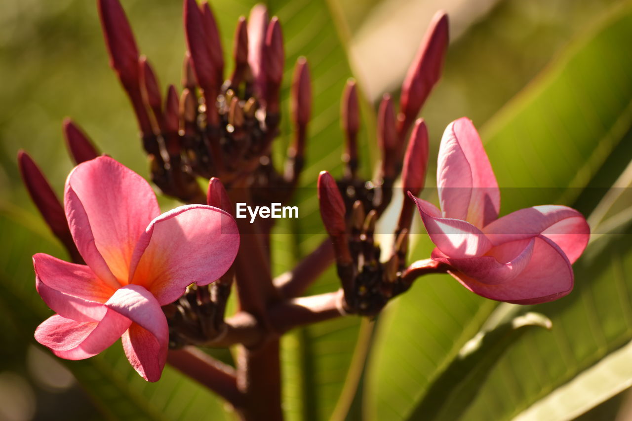 CLOSE-UP OF FLOWERS BLOOMING